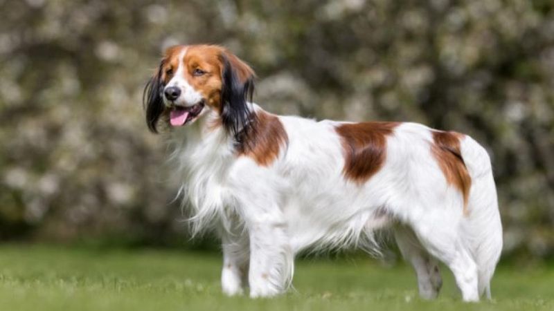 Kooikerhondje: The Duck-Deceiving Charmer