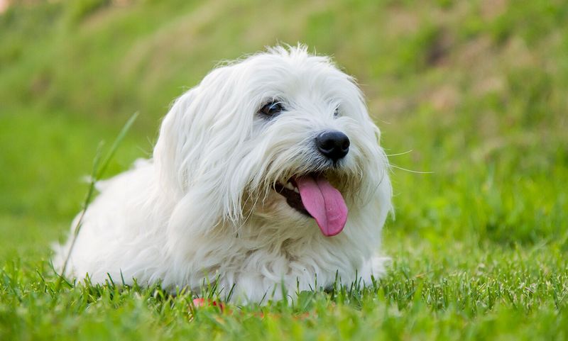Coton de Tuléar