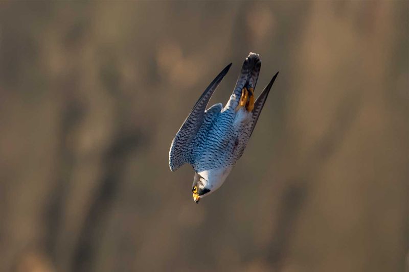 Wing Transformation Mid-Flight