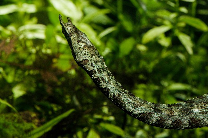 Masters Of Aquatic Camouflage