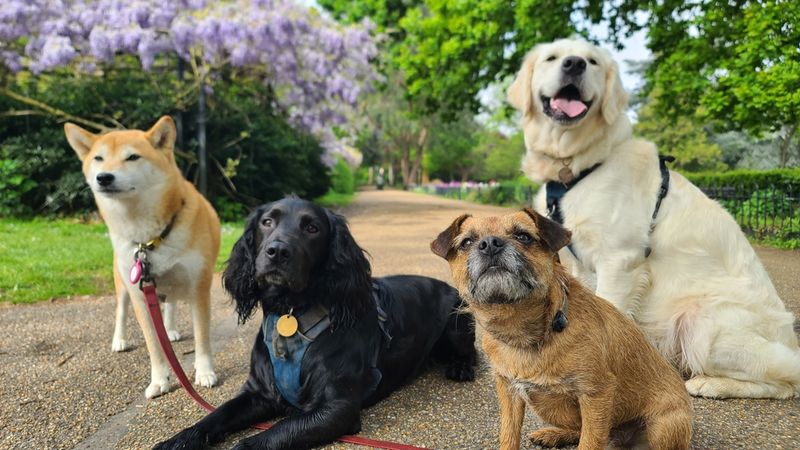 Brain Structure Variations Across Breeds