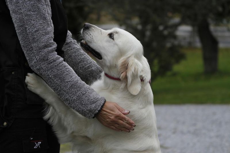Genetic Basis For Behavioral Traits