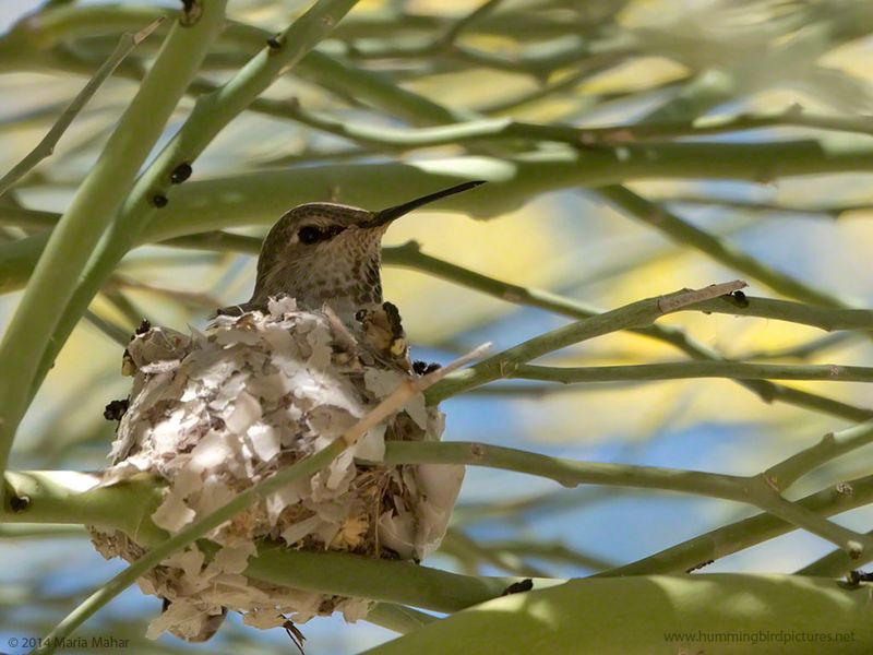 Nest Construction