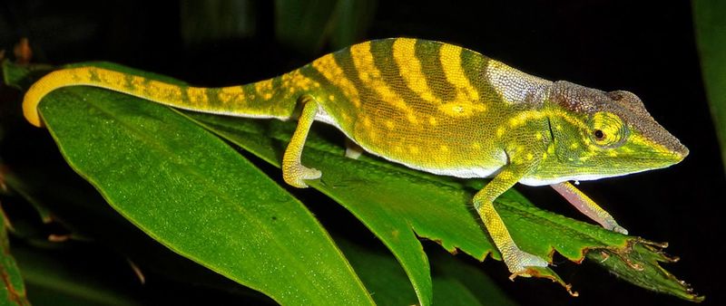 Symbol Of Conservation Hope