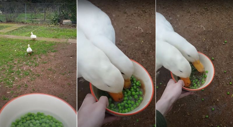 Peas