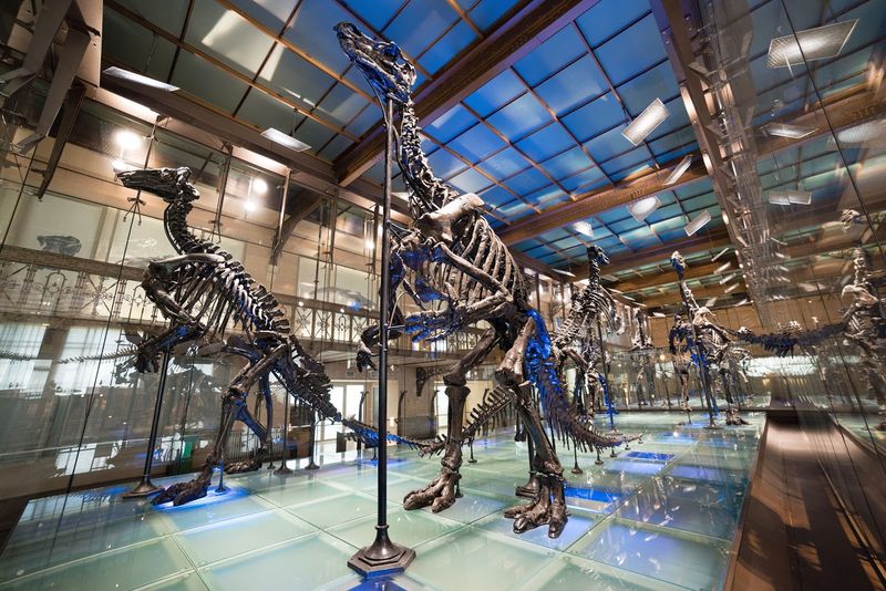 How Our Understanding Of Iguanodon Has Changed Over Time