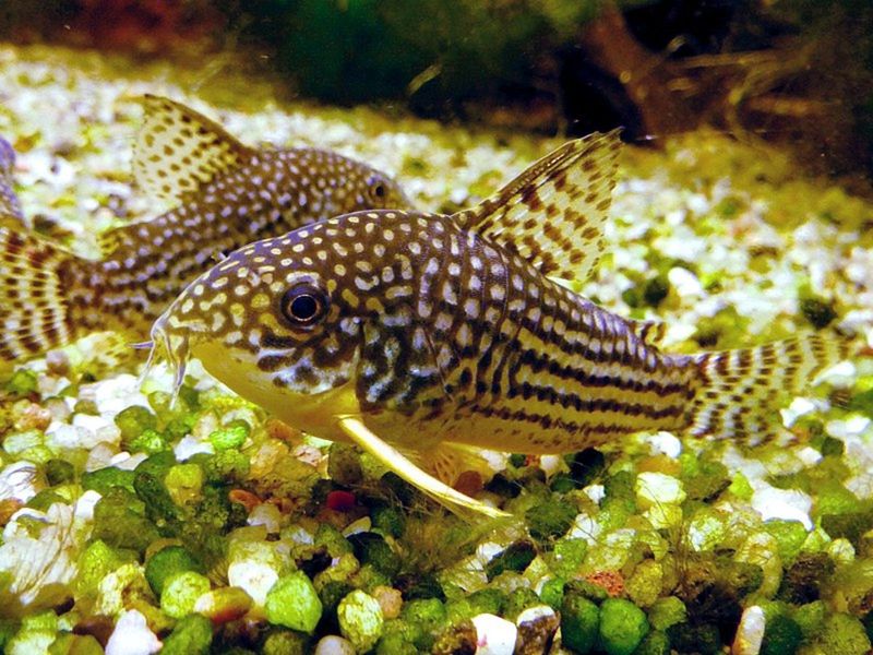 Corydoras Catfish