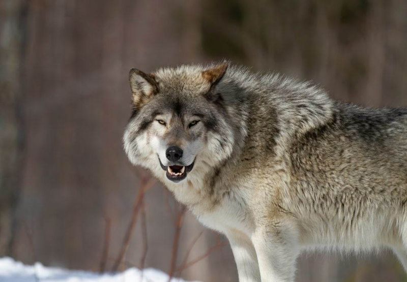 Canadian Timber Wolf – The Forest Guardian