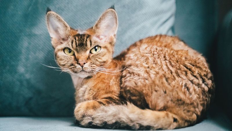 Devon Rex: Pixie Pranksters