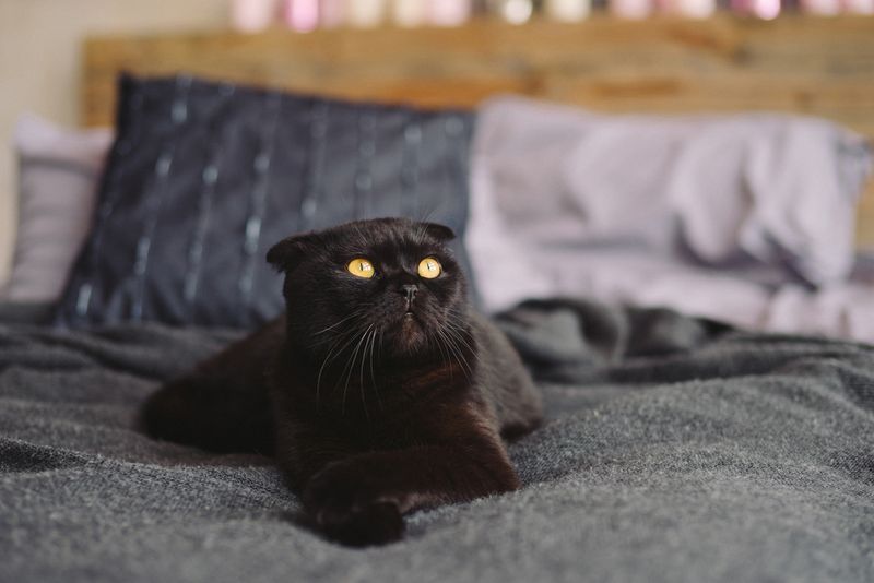 Scottish Fold: The Owl-Like Charmer