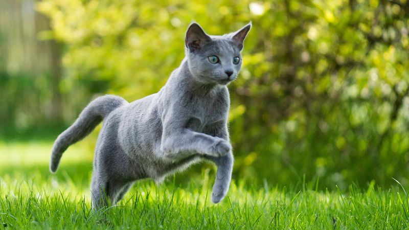 Russian Blue's Shimmering Silver