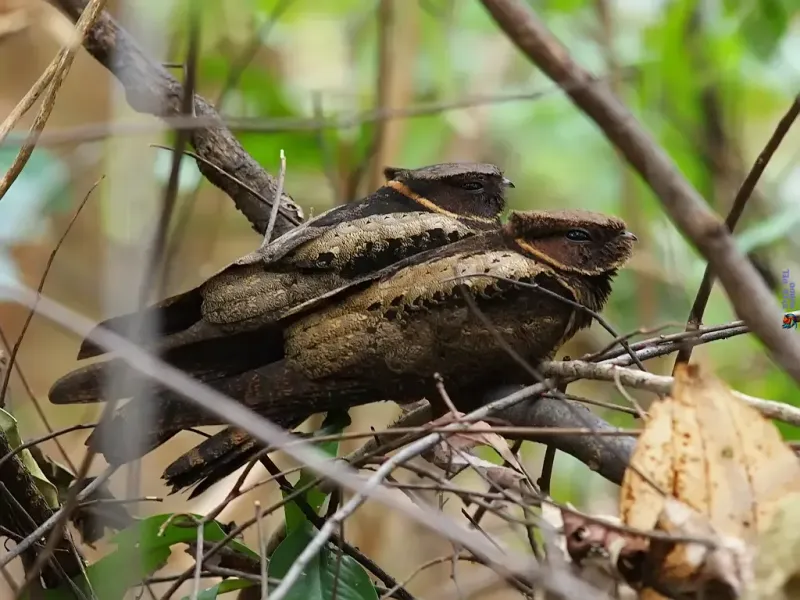Malaysian Eared Nightjar: Minimalist Leaf-Covered Nest