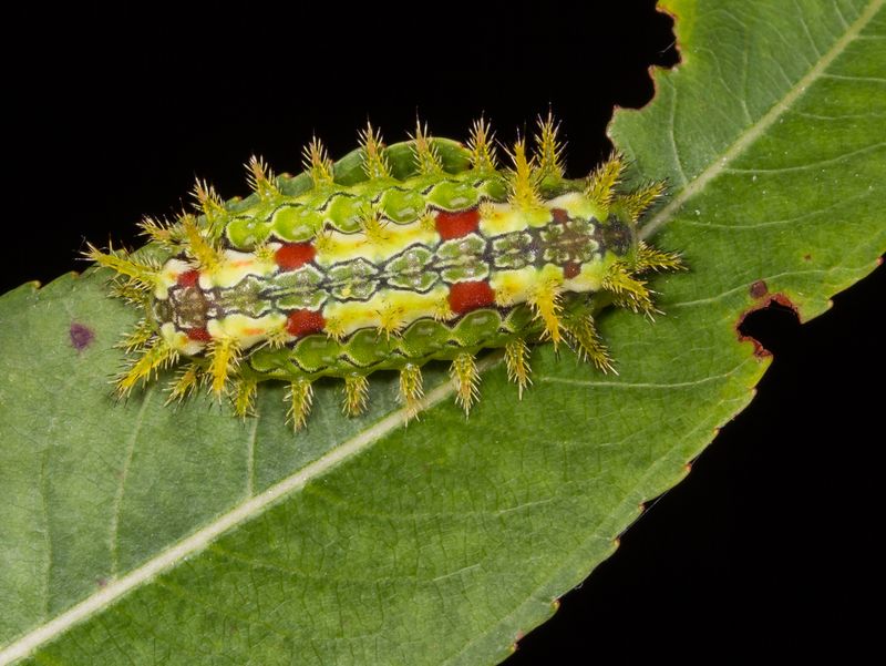 Spiny Oak Slug Caterpillar