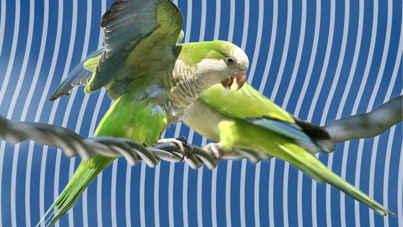 Monk Parakeet: The Urban Invader