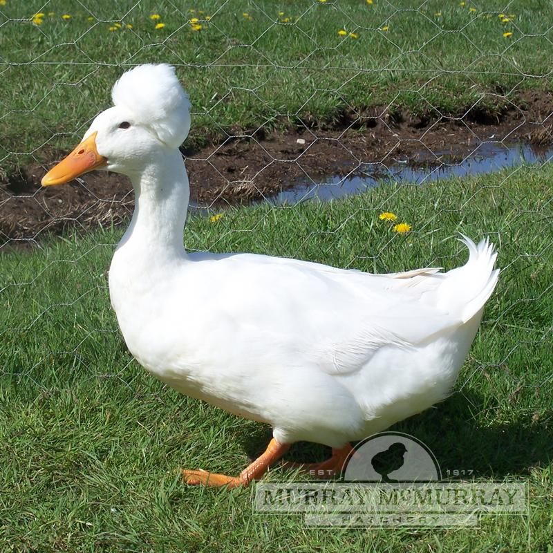 Crested Duck
