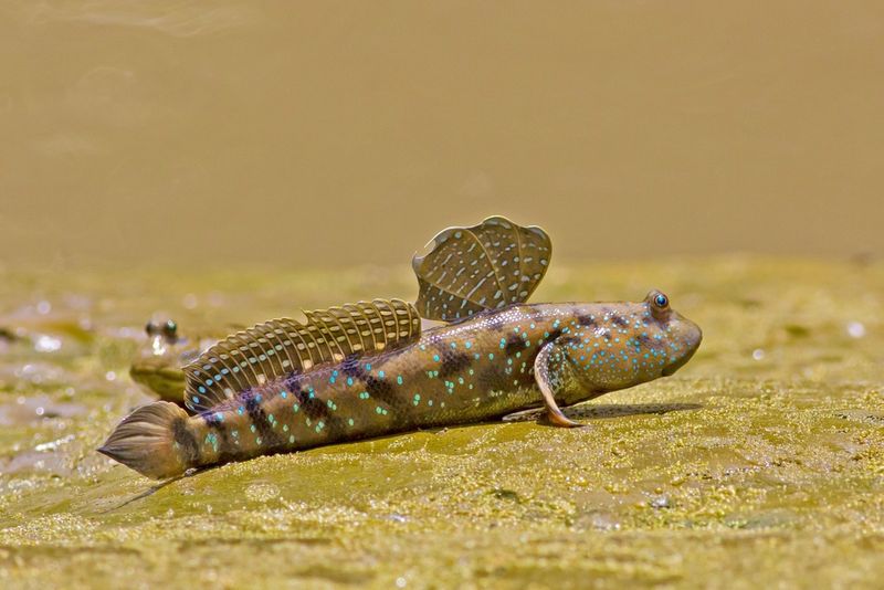 The Mudskipper: A True Land Walker