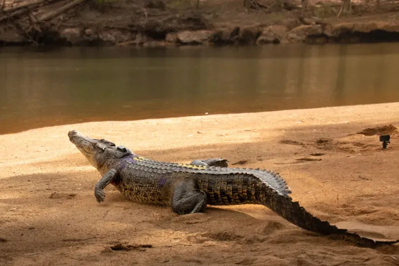 Survival By Simplicity: The Secret Life Strategy Of Crocodilians