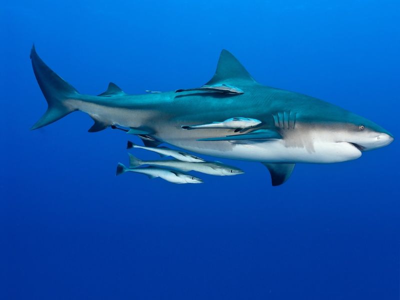 Ganges Shark: India's River Mystery