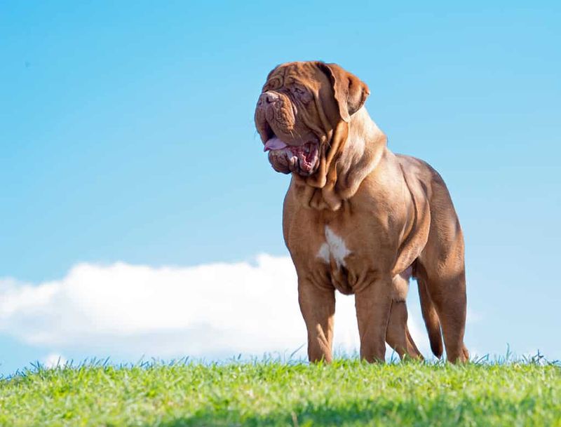 Dogue de Bordeaux – Ancient Breed With Modern Health Crisis