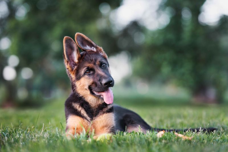 German Shepherd