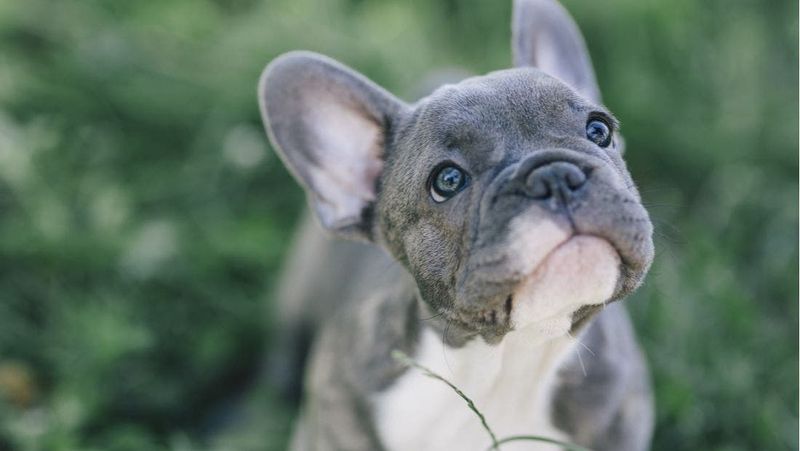 French Bulldogs – Popular Pets With Problematic Health