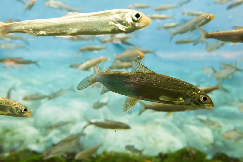 Lake Whitefish