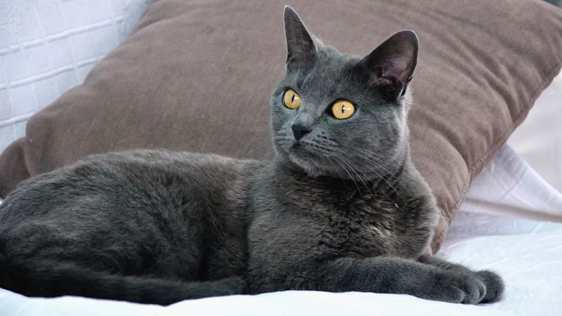Chartreux