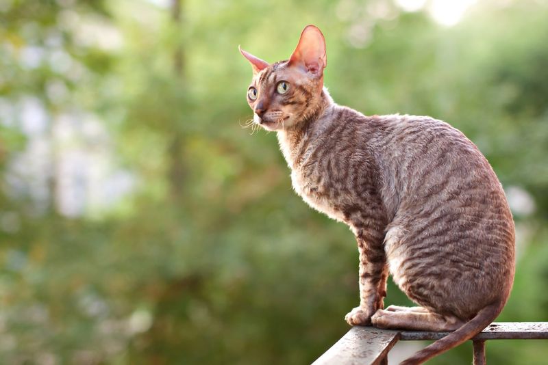 Cornish Rex: The Clever Acrobat