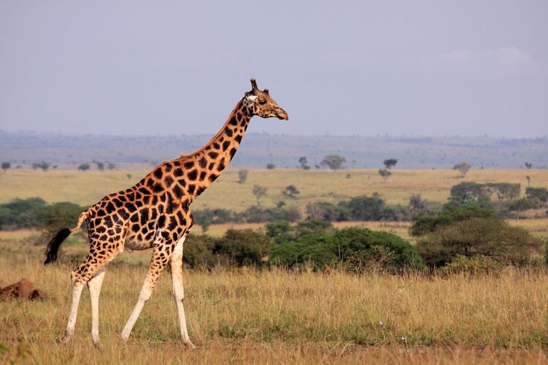 Giraffes' Heat-Releasing Spots