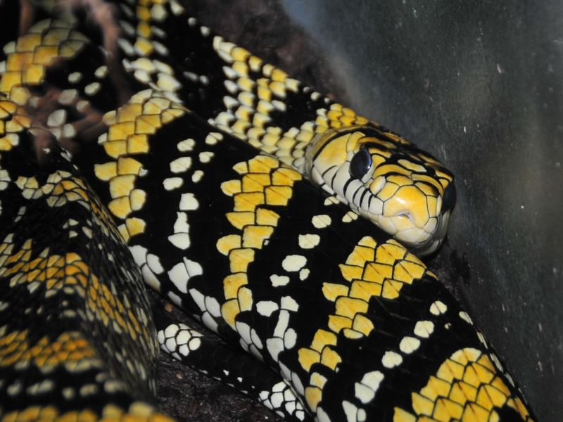 Tiger Rat Snake (Spilotes pullatus)