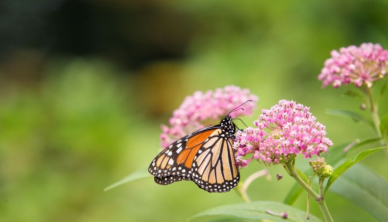 Swamp Milkweed (Asclepias Incarnata)