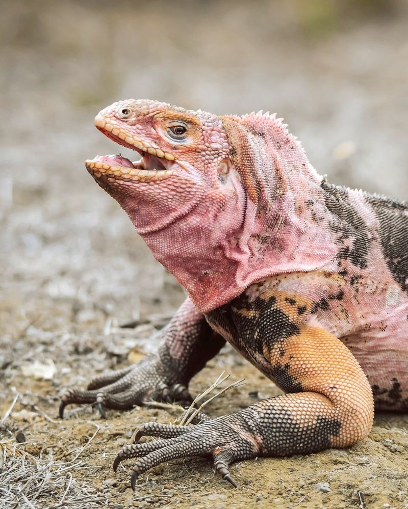 Iguana
