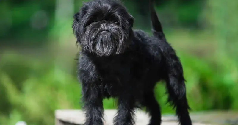 Affenpinscher: The Monkey-Faced Guardian