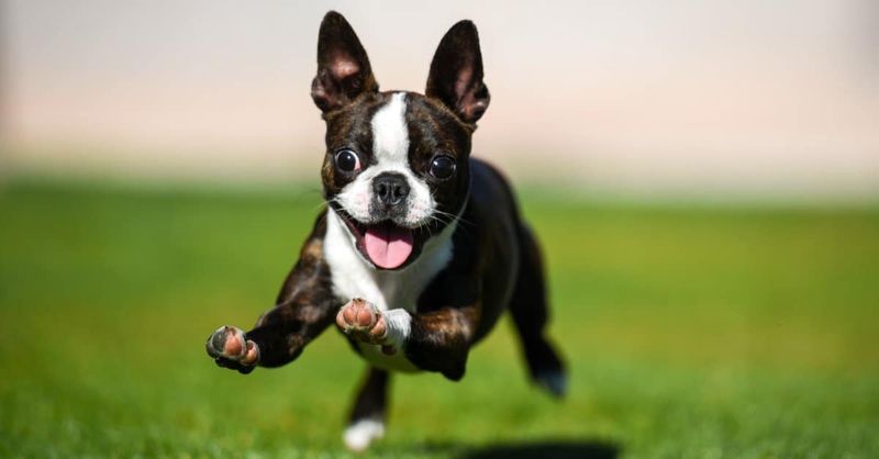 Boston Terrier