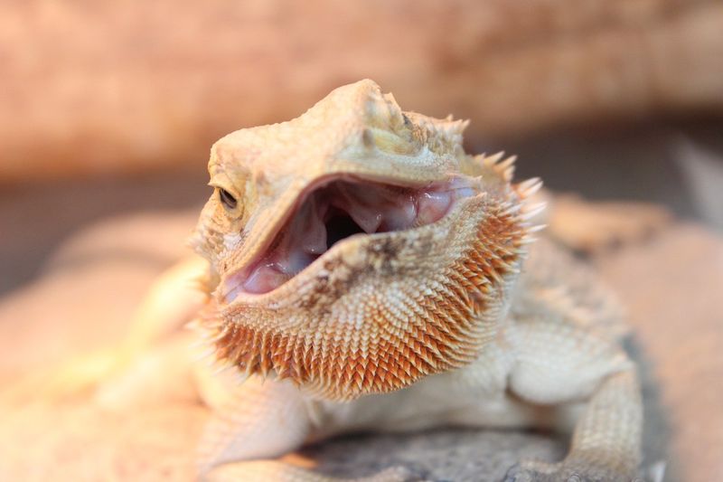 Shedding Affects The Mouth Too