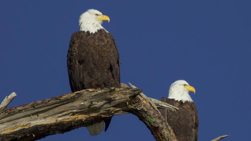 Bald Eagles Are A True Conservation Success Story In The Golden State