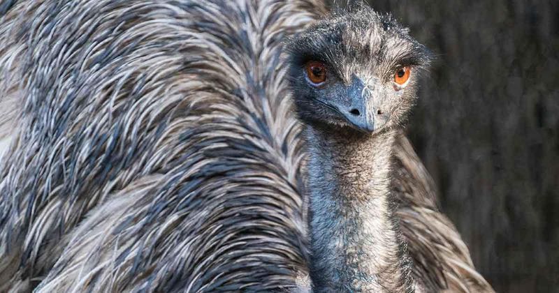 Emu – Australia's Ancient Wanderer