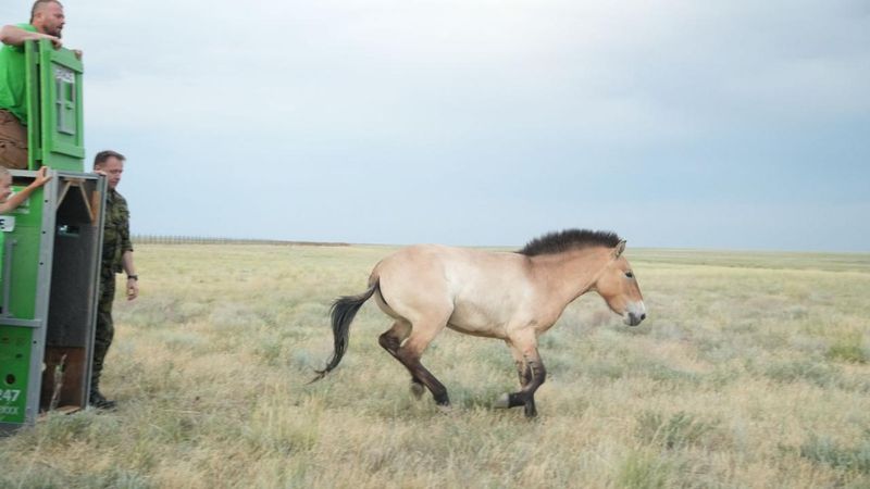 Przewalski's Horse