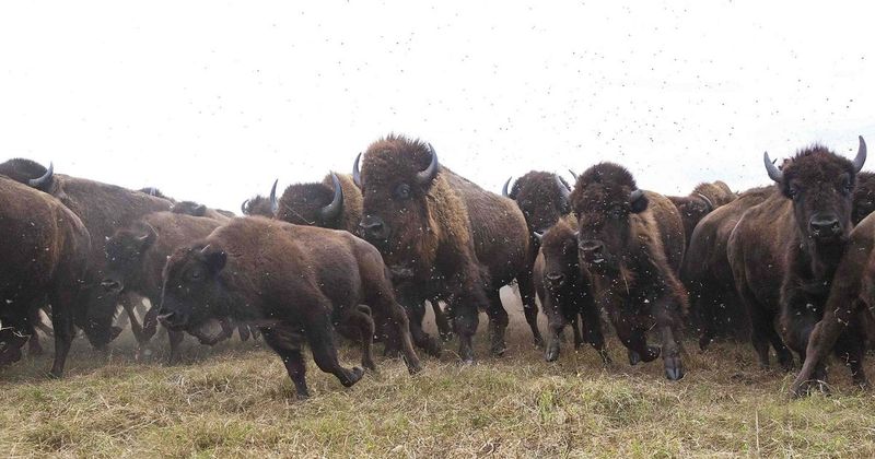 The Southeast's Vanished Bison: A Forest Ecosystem Changed