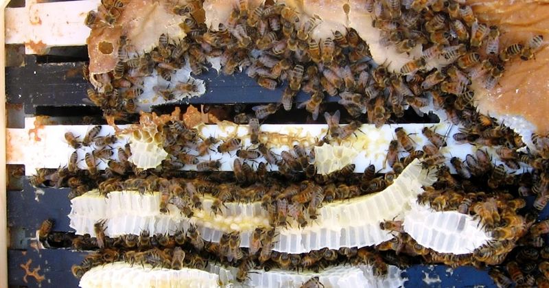 Incorrect Mixing Ratios Harm Bee Digestion