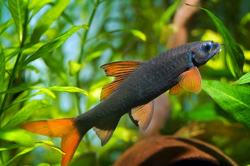 Minimum Tank Size Of 55 Gallons