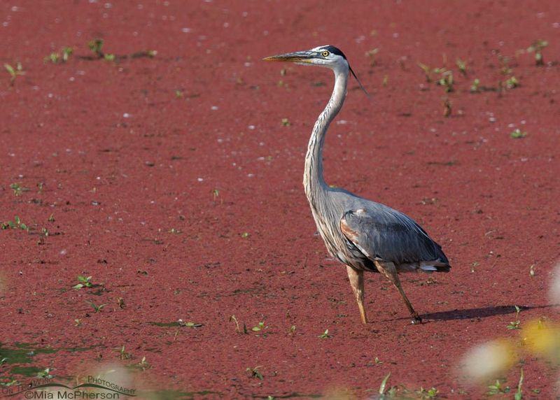 Great Blue Herons