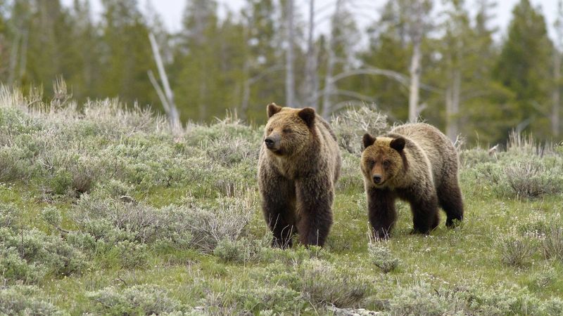 Most Proposals Suggest Relocating Bears From Montana Or Canada