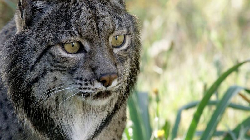 Iberian Lynx: Europe's Most Endangered Cat