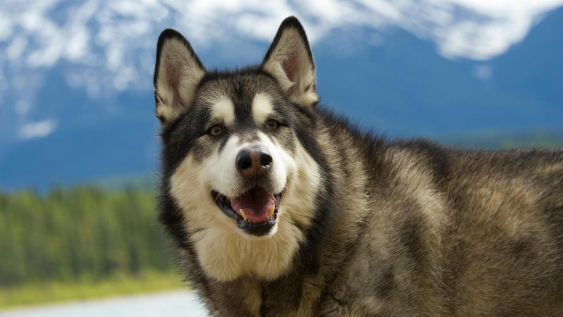 Alaskan Malamute – The Tireless Worker