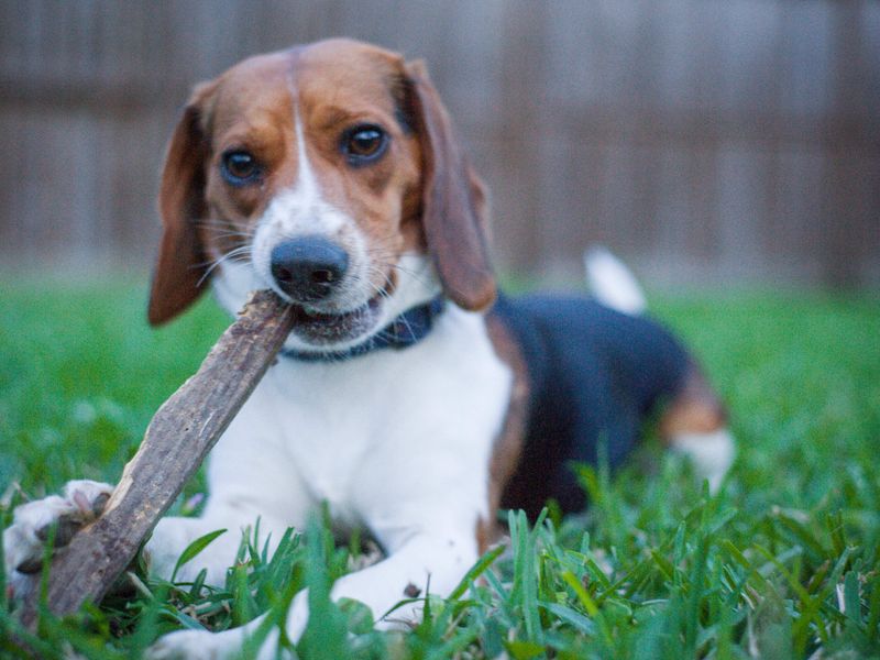 Beagle: The Friendly Scent Hound