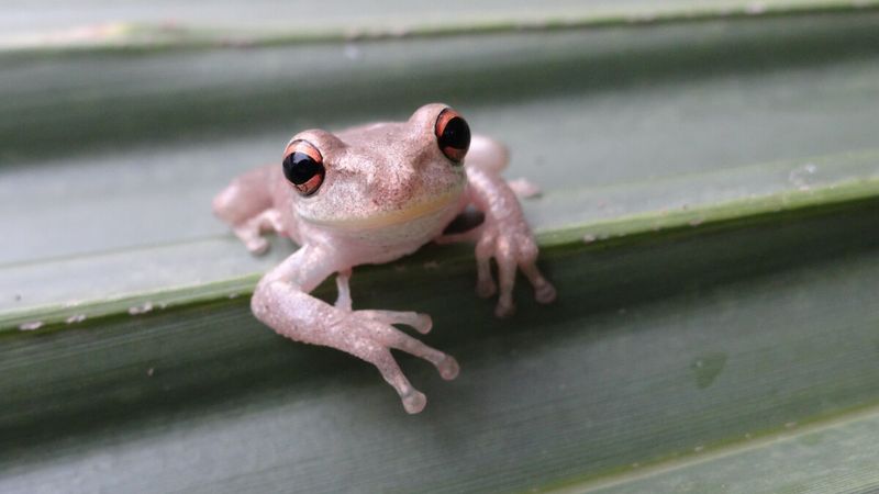 The Cuban Tree Frog