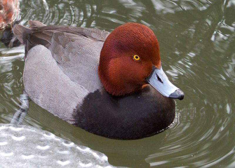 Redheads
