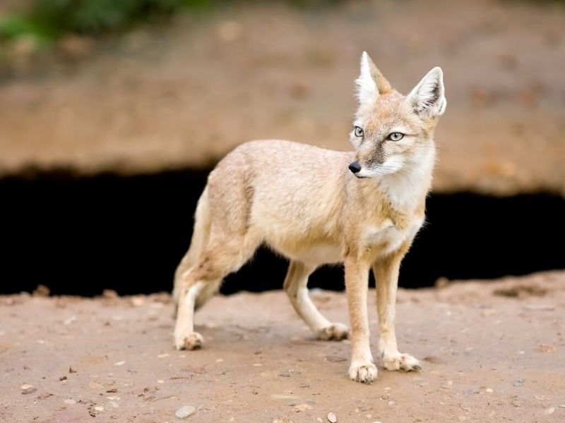 Corsac Fox (Vulpes corsac)