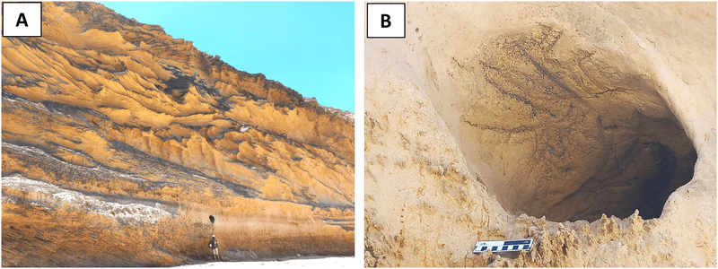 Identifying Aardvark Burrows
